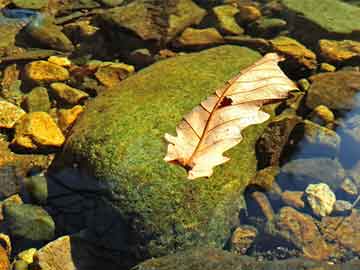 雄安新区药流打胎后几天可以复检(药流打胎后几天可以复检一次)